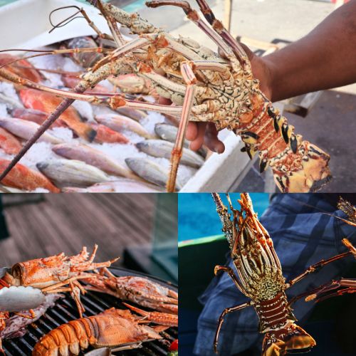 lobster-fishing-infusion-charters